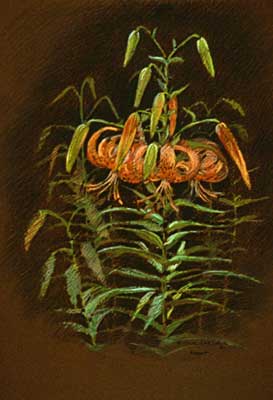 Turkshead Lilies - Fine Art Pastel by E. Thor Carlson